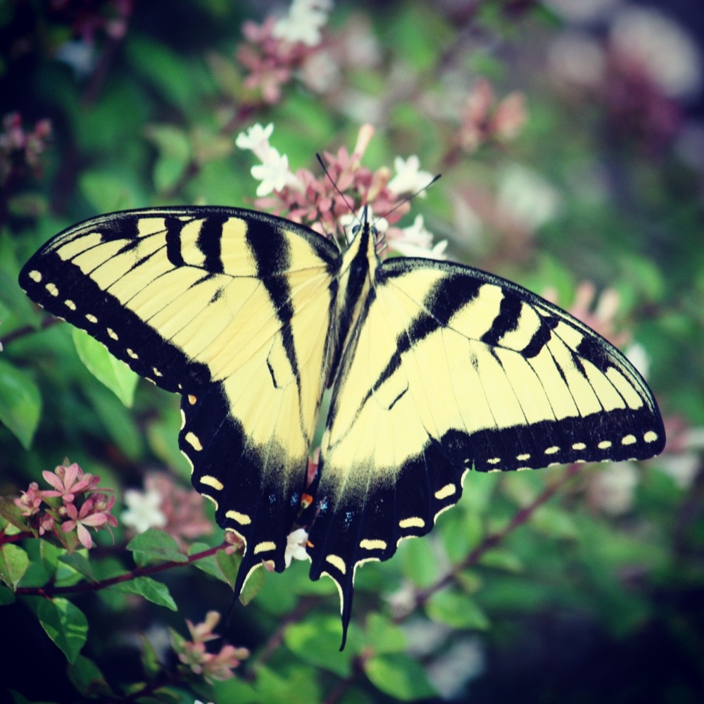 Meet your Posher, Farrah